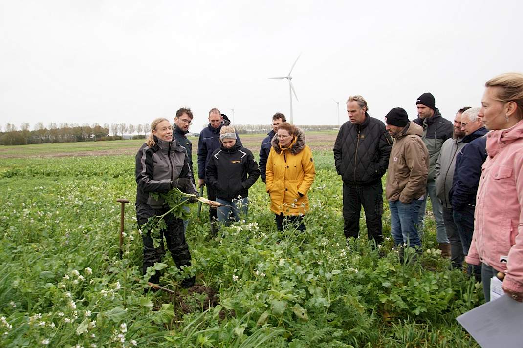 Grote bladrammenaswortel bij vroege zaai groenbemester.