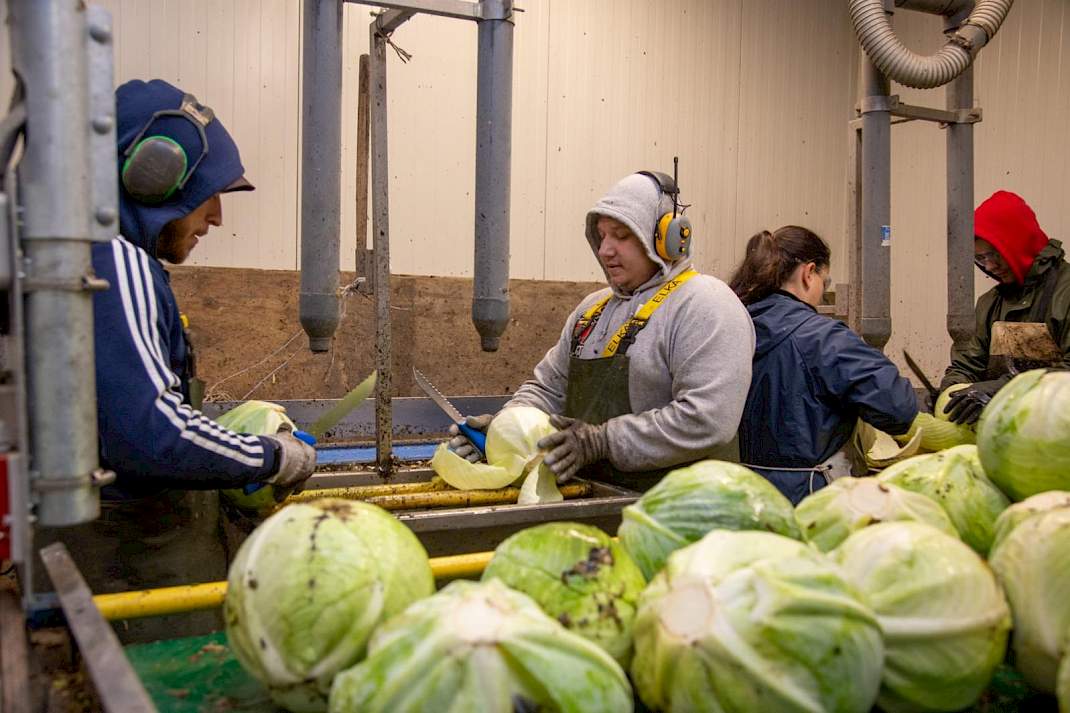 Sluitkool verwerking bij Appelman Vegetables.
