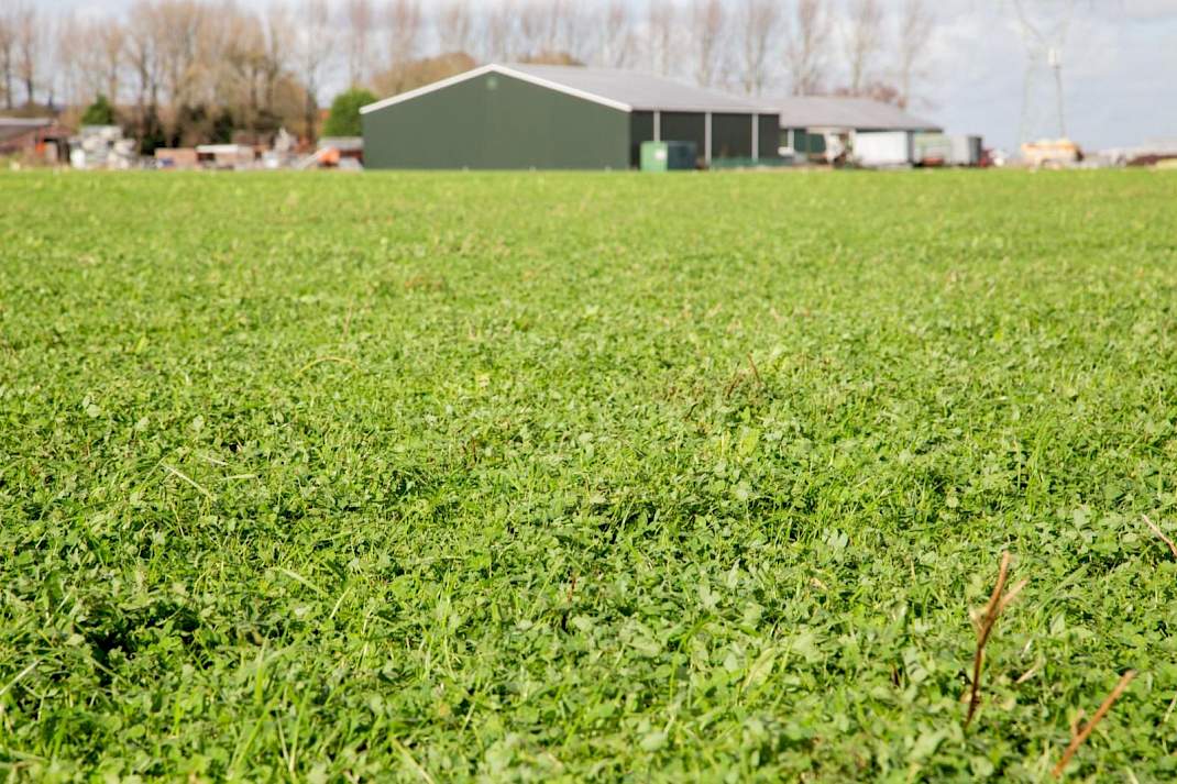 Kruidenrijk grasland staat 2 jaar tussen de intensievere teelten.