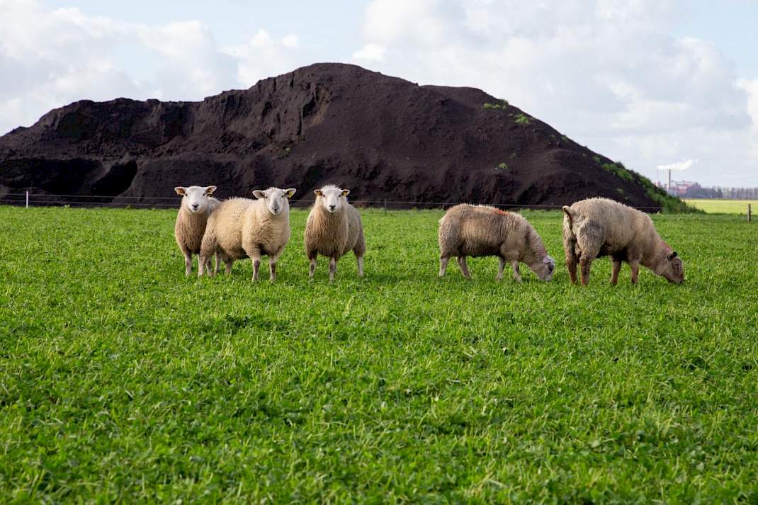 Schapen en compost op het land van Appelman.