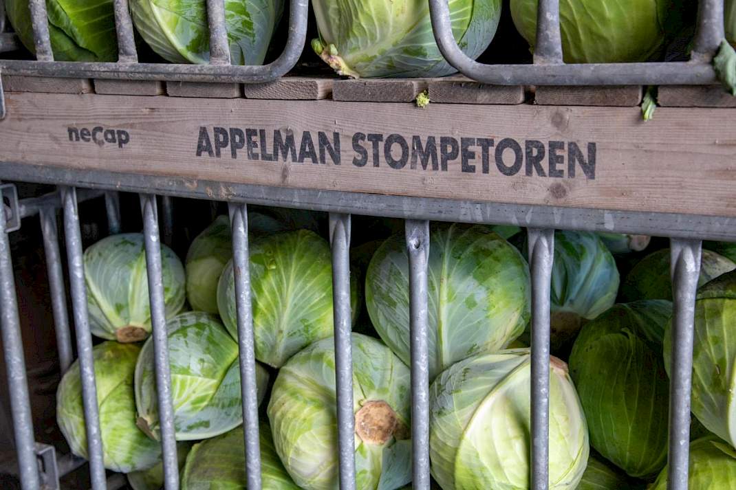 Witte kool uit de Schermer en de Beemster.