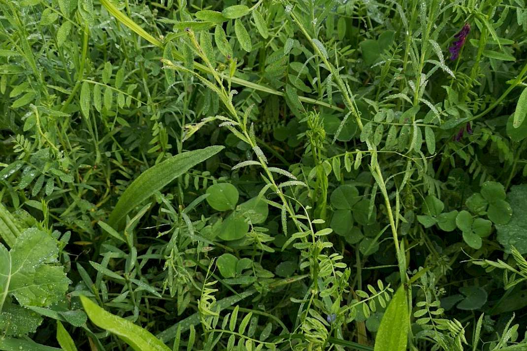 DSV TerraLife SoilProtect