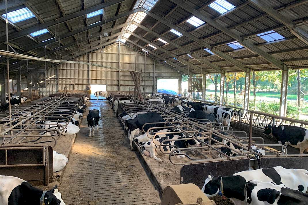 Ligboxenstal met kalkstrooisel