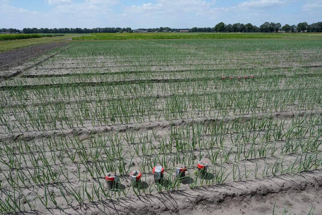 Uien na groenbemesters