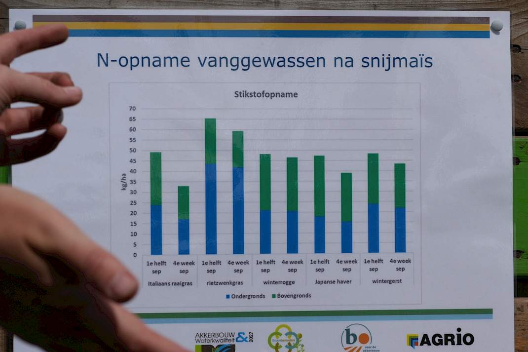 Zaaitijdstip en worteldiepte van groenbemesters dragen bij aan het stikstofvasthoudend vermogen ervan.