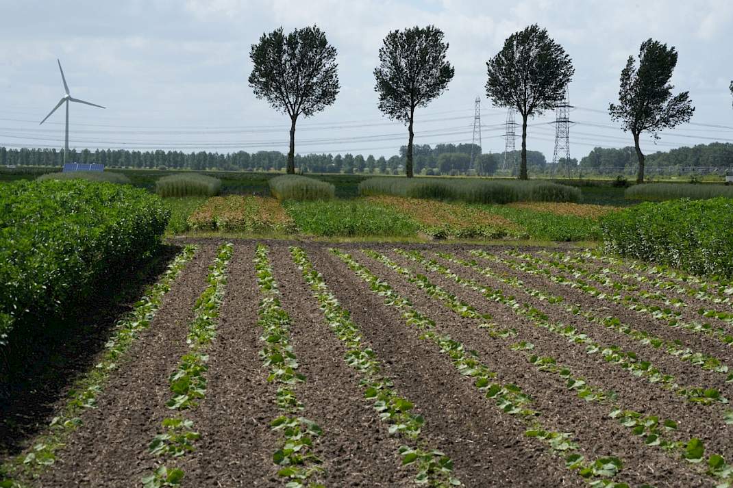 Strokenteelt