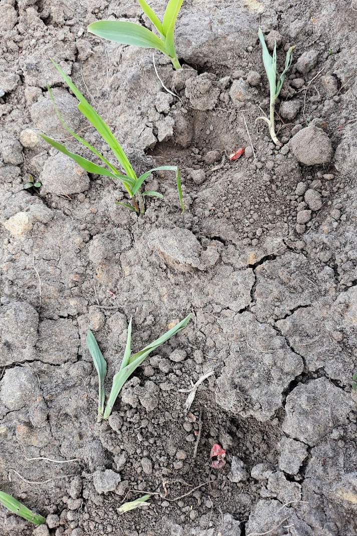 Vogelvraat en ritnaaldenschade zien we elk jaar. Door de tragere opkomst en ontwikkeling hebben de ritnaalden wel meer kans gezien om ma&iuml;splantjes aan te vallen. Opmerkelijk dit jaar was de slakkenschade op sommige percelen.