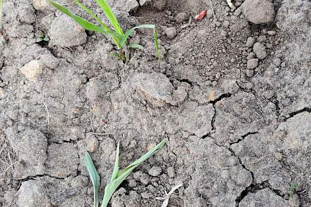 Vogelvraat en ritnaaldenschade zien we elk jaar. Door de tragere opkomst en ontwikkeling hebben de ritnaalden wel meer kans gezien om ma&iuml;splantjes aan te vallen. Opmerkelijk dit jaar was de slakkenschade op sommige percelen.