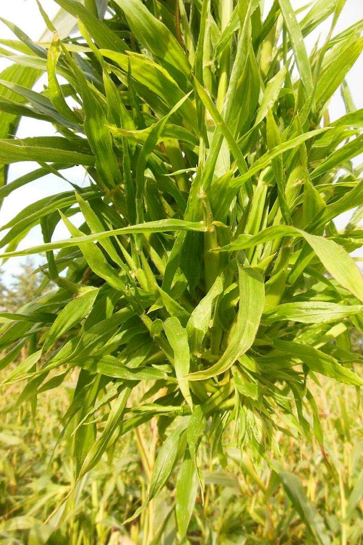 Dit jaar is er meer risico op heksenbezem. Dit is een schimmel (Scleropthora macrospora) die zich uit in een verkeerde ontwikkeling van de kolf. Er worden ipv korrels kleine blaadjes gevormd. Deze schimmel tast de ma&iuml;s met name aan in het kiemplantstadium (tot 4-blad). Het aantastingspercentage is vaak laag en daardoor valt de schade mee, maar het is wel bizar om het te zien. Het zal wel pas zichtbaar worden eens de plant groter wordt.