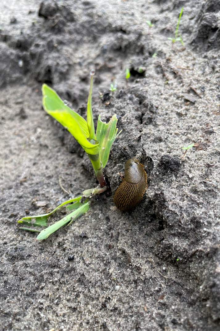 Vogelvraat en ritnaaldenschade zien we elk jaar. Door de tragere opkomst en ontwikkeling hebben de ritnaalden wel meer kans gezien om ma&iuml;splantjes aan te vallen. Opmerkelijk dit jaar was de slakkenschade op sommige percelen.