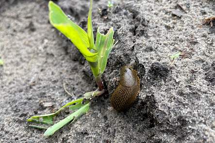 Vogelvraat en ritnaaldenschade zien we elk jaar. Door de tragere opkomst en ontwikkeling hebben de ritnaalden wel meer kans gezien om ma&iuml;splantjes aan te vallen. Opmerkelijk dit jaar was de slakkenschade op sommige percelen.