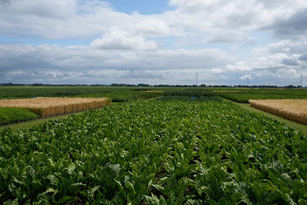 HLB-demo bij Beuling met organische stof.