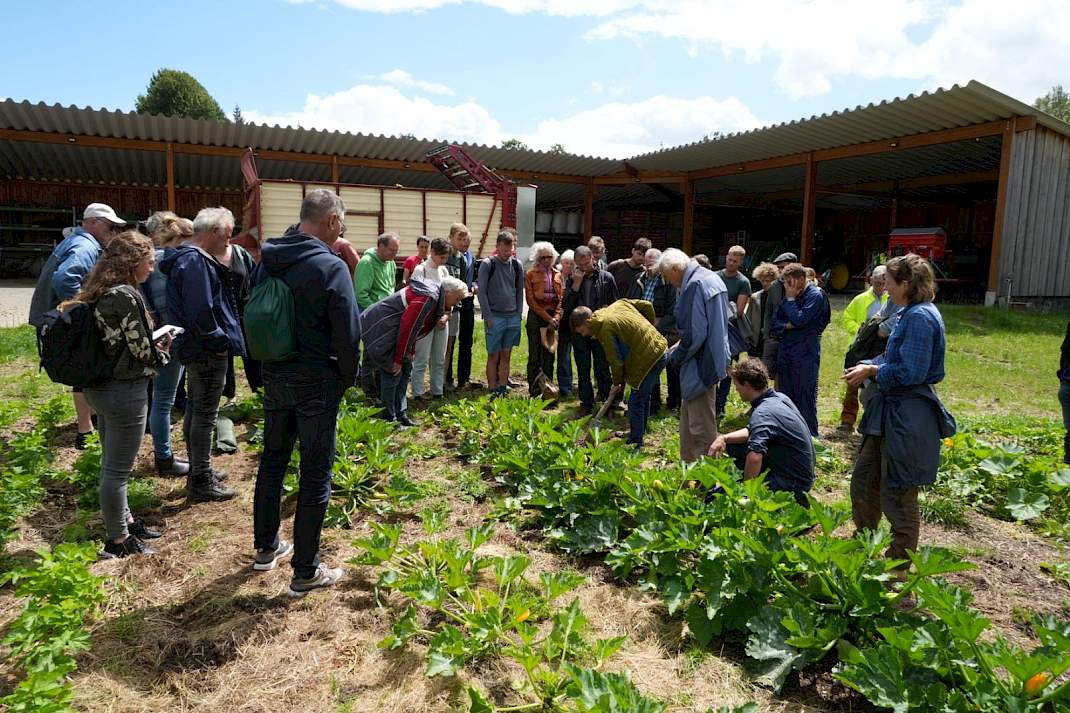 Groenteteelt in mulch