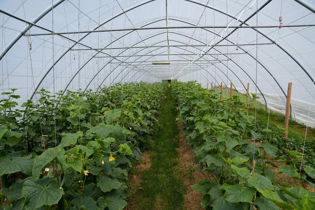 Tunnelkas met mulch op de bodem
