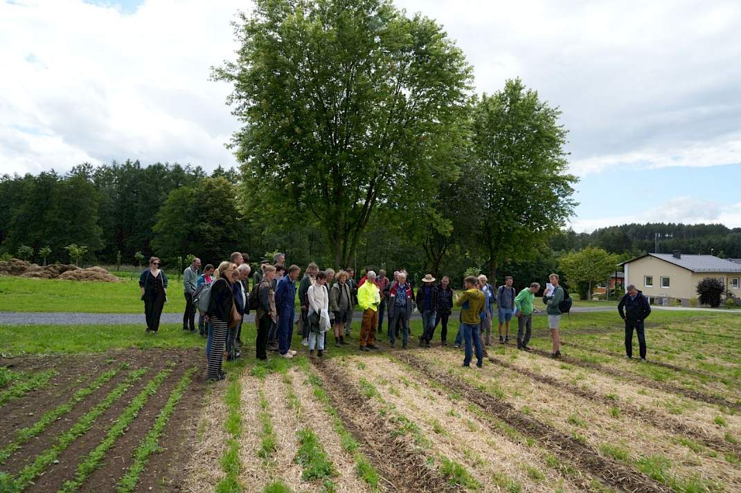 Wortels groeien moeilijk in de mulchlaag
