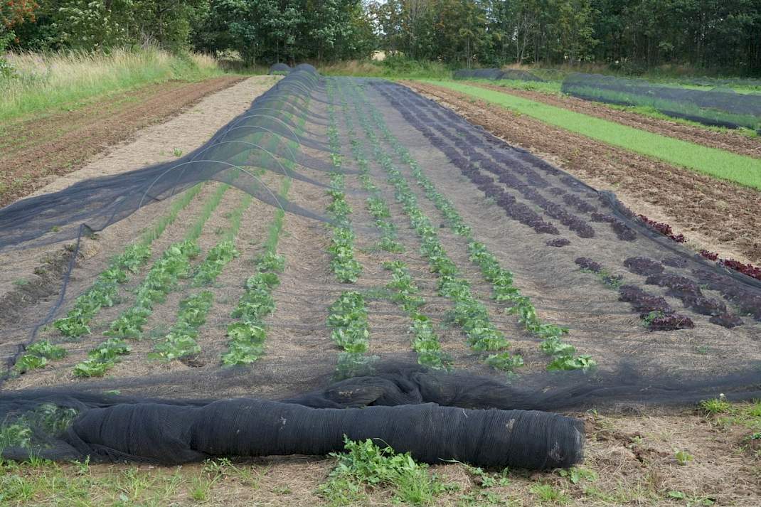 Slateelt in mulch
