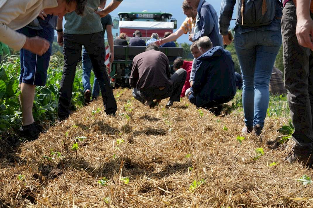 Planten in de mulch