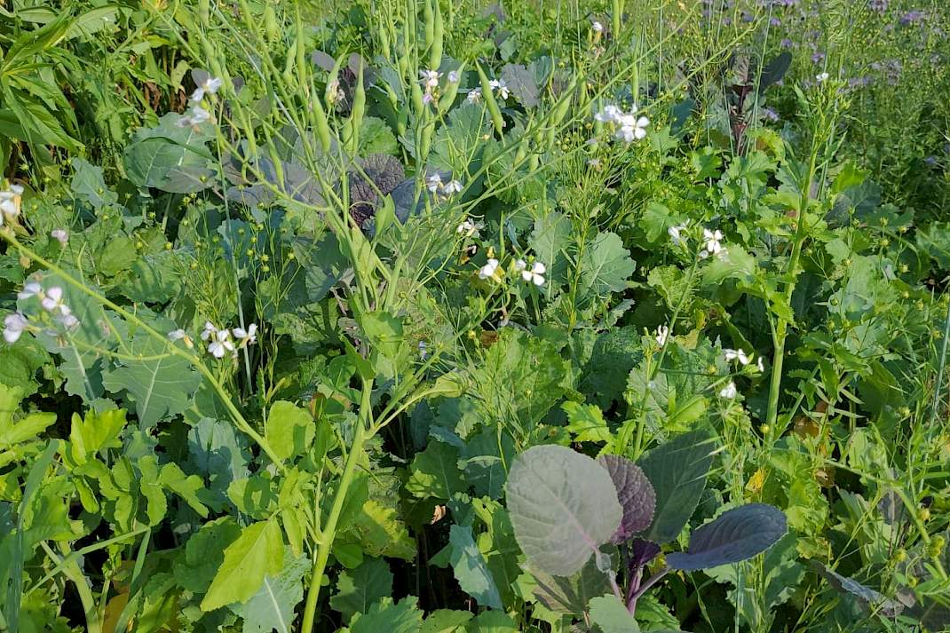 DSV TerraLife CoolSeason groenbemester