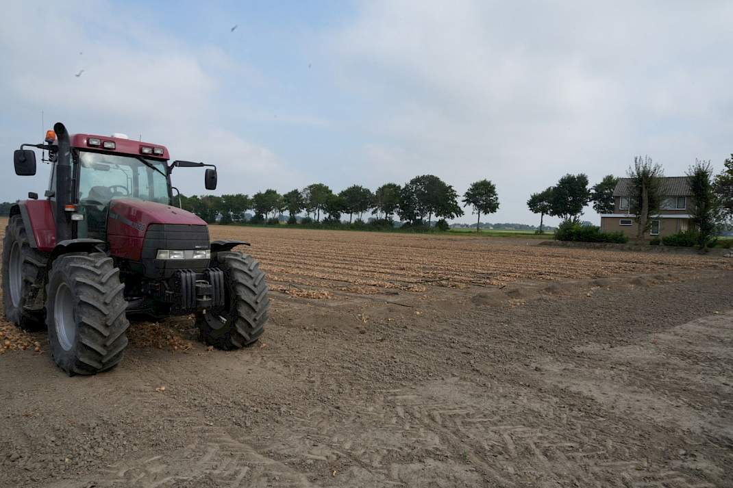 Gerooide uien op perceel