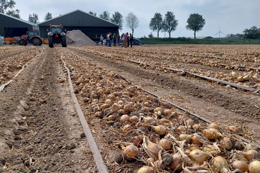 Uienperceel 6 hectare Achthuizen