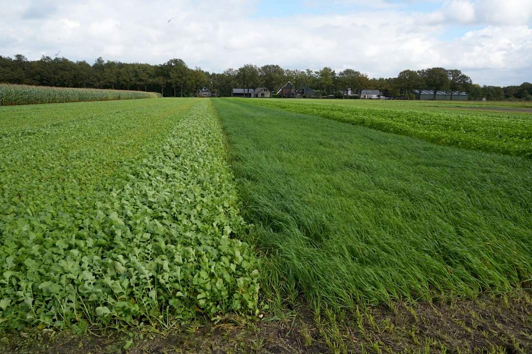 Groenbemesters Marwijksoord