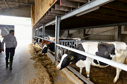 Droogstaande koeien Hof ter Galeien
