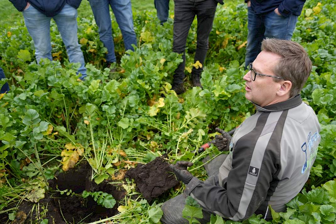 Albert Jan Olijve bekijkt doorworteling groenbemester