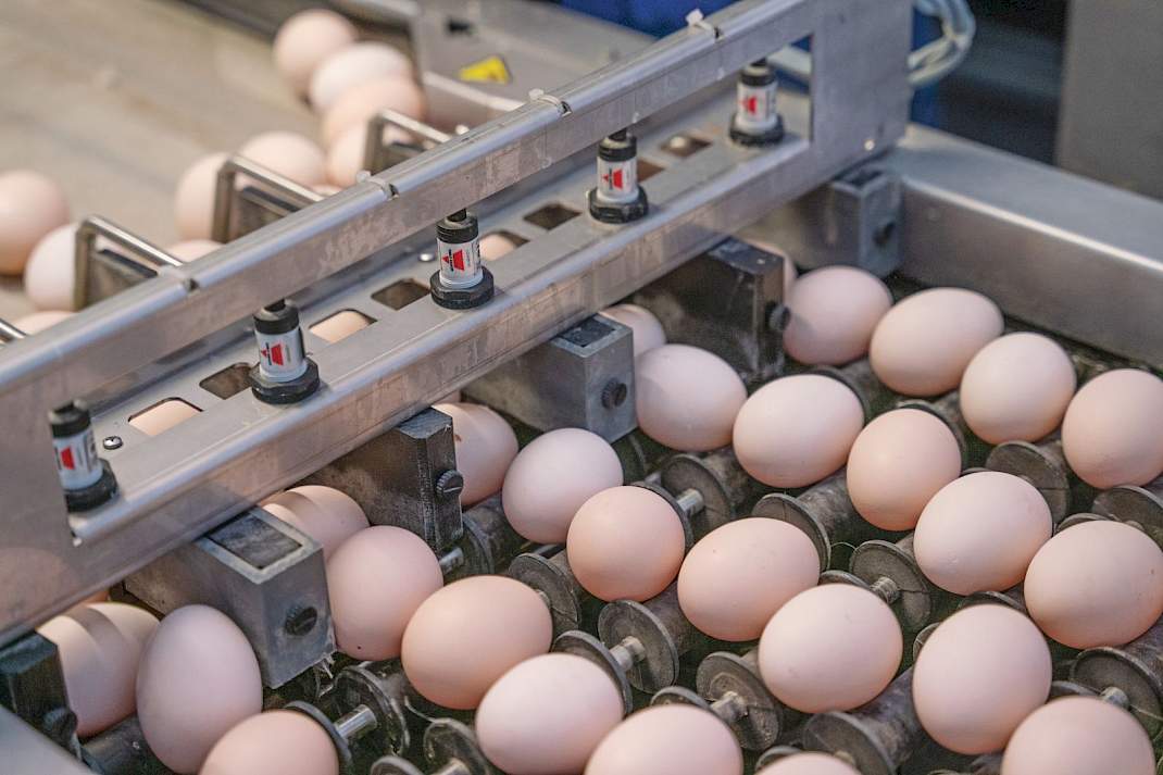 De bevruchte eieren worden twee tot drie keer per week opgehaald door broederij Elshuis in Albergen.