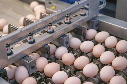 De bevruchte eieren worden twee tot drie keer per week opgehaald door broederij Elshuis in Albergen.