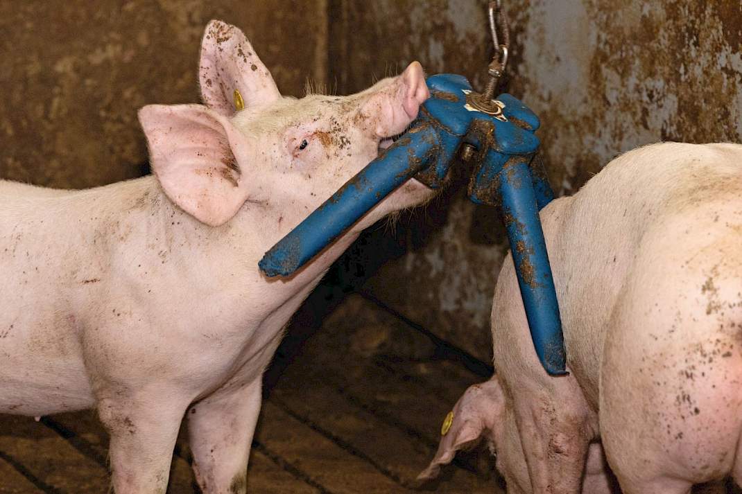 De vleesvarkens hebben volop speel- en afleidingsmateriaal. Ook krijgen ze hooi en brikketten met luzerne.
