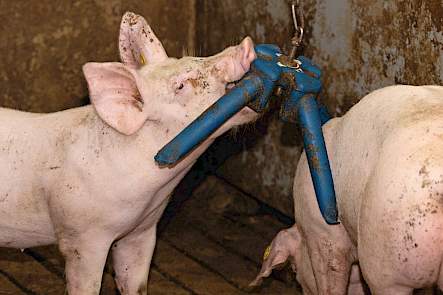 De vleesvarkens hebben volop speel- en afleidingsmateriaal. Ook krijgen ze hooi en brikketten met luzerne.