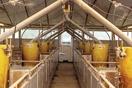De meest recente aanbouw voor 400 vleesvarkens heeft een lichtstraat waardoor daglicht overvloedig naar binnenvalt.