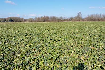 DSV_TerraLife CoolSeason Kleve