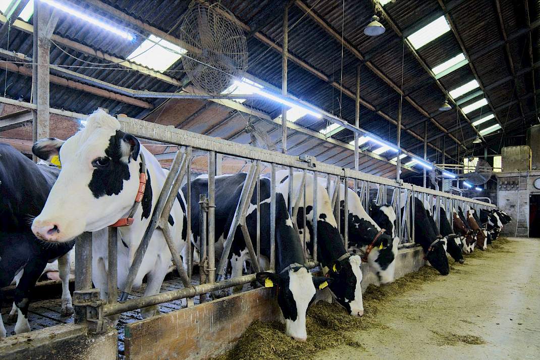 Koeien in stal met diverse soorten licht