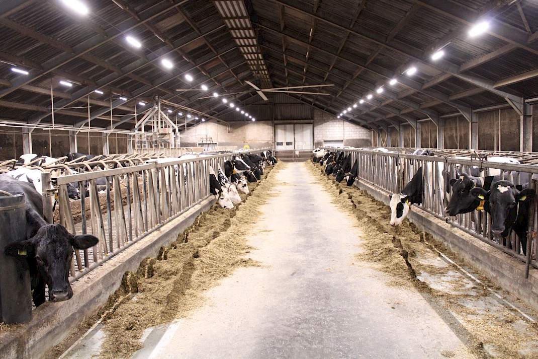 Koeien in stal met diverse soorten licht