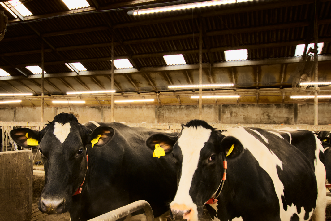 Koeien in stal met diverse soorten licht