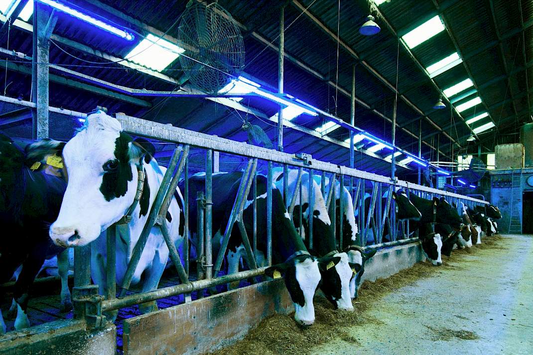 Koeien in stal met diverse soorten licht