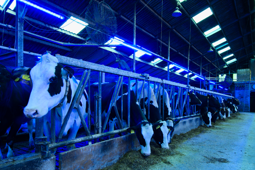 Koeien in stal met diverse soorten licht