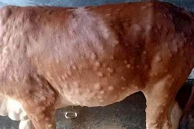 Lumpy Skin Disease ligt op de loer: wat als het Nederland bereikt ...