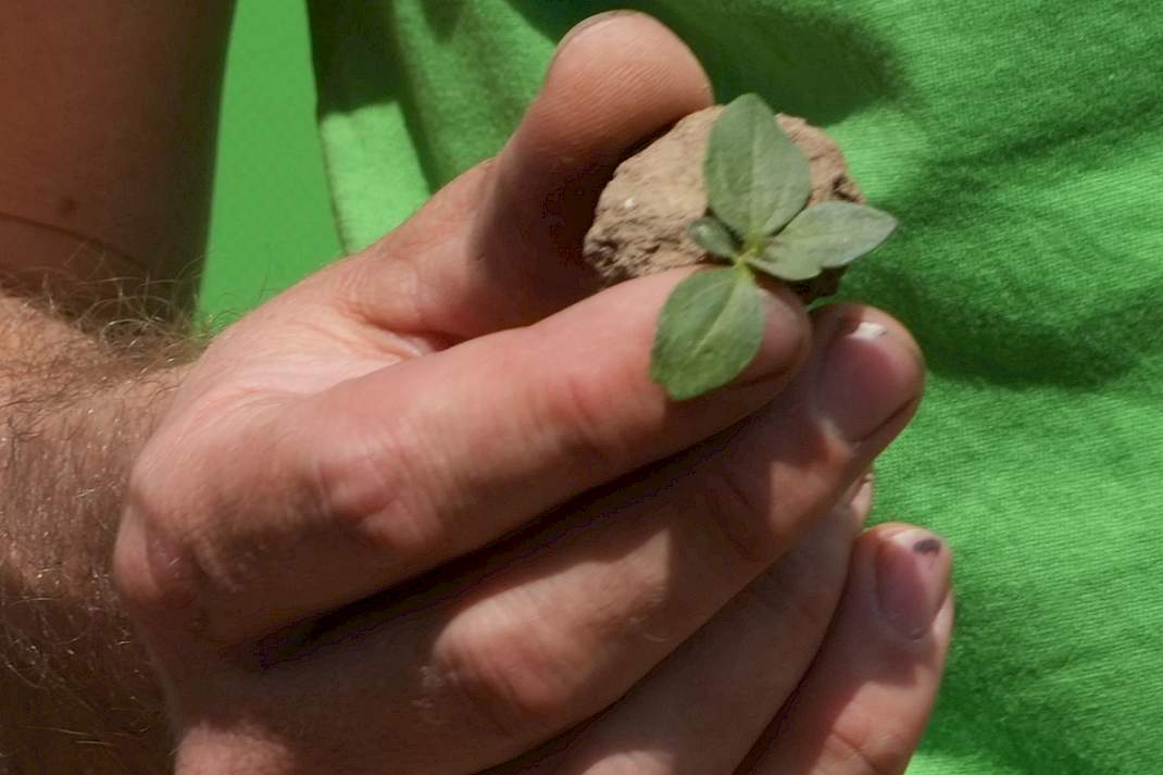 Ideale maat onkruid voor Tiefgr&uuml;n weeder