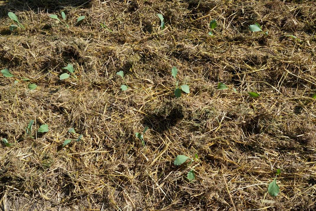 Kool in mulch geplant