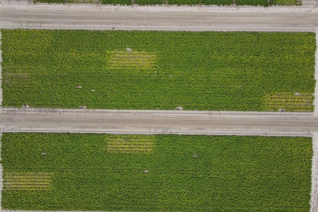 Proef WUR-Lelystad biostimulanten 2025