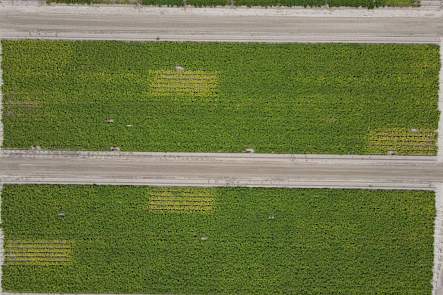 Proef WUR-Lelystad biostimulanten 2025