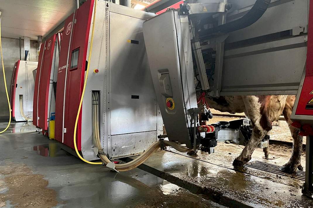 Koe die in de melkrobot staat. Er is te zien dat de arm haar onderhangt