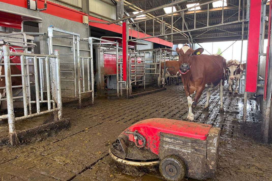 Twee melkrobots van Lely op de achtergrond met een Discovery Scraper mestrobot ervoor en een koe die naar de camera kijkt