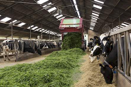 Zomerstalvoeren bij Landbouwbedrijf Assies.