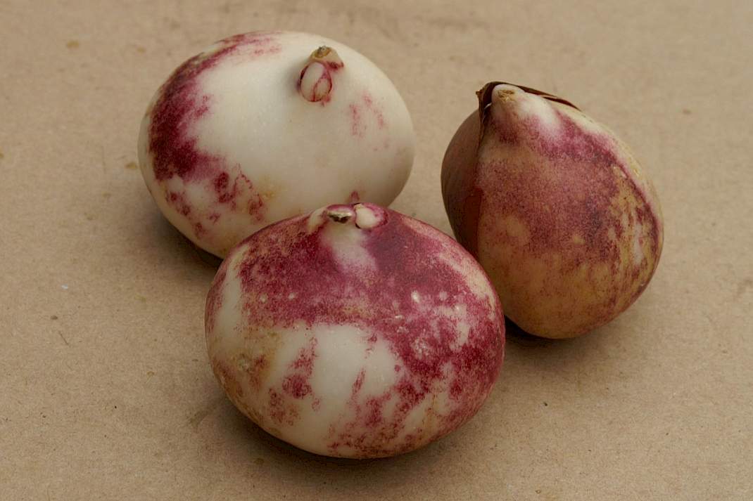 Schadebeeld tulpengalmijt: cr&egrave;megele of paarsrode verkleuring op de witte bolrokken.