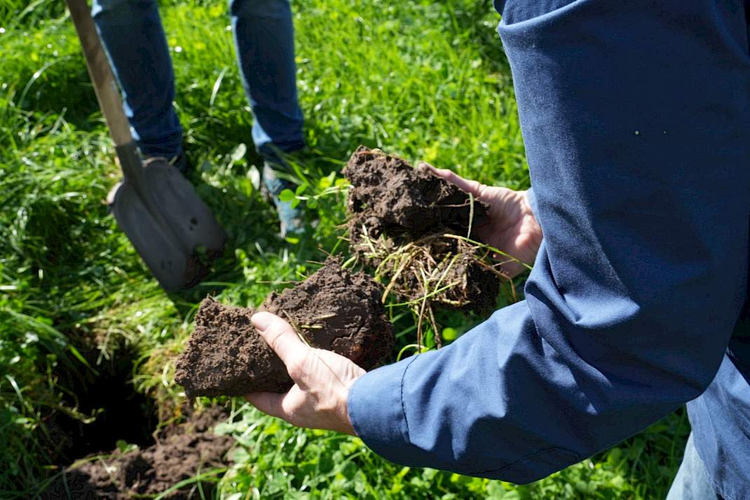 Gras, klavers en andere kruiden laten een mooie structuur achter in de toplaag van de bodem.