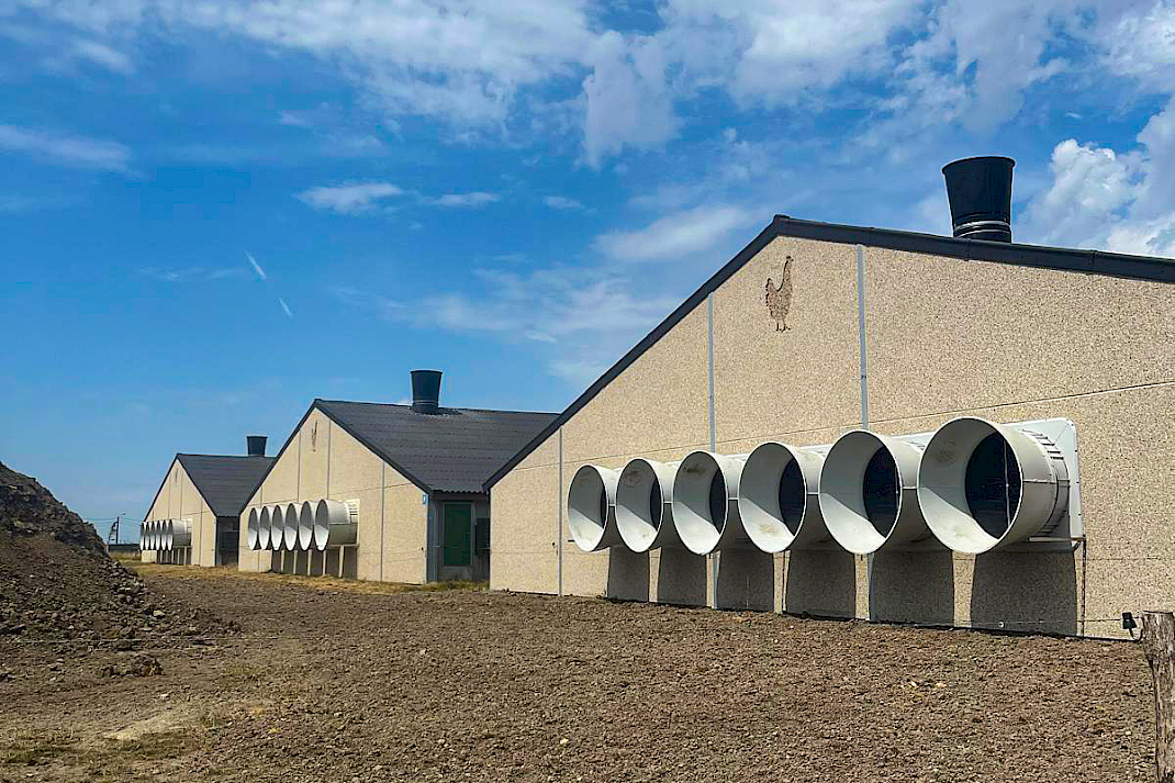 De wandventilatoren zuigen frisse lucht door de stallen.