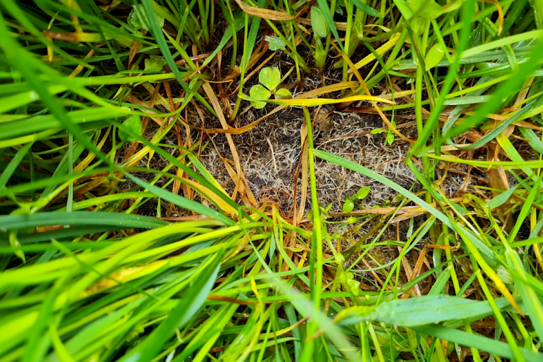 schimmeldraden na inzet van GrowPEQ MiCrops